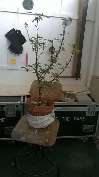 a piece of the field, a fruit bush, visits the exhibition about the field