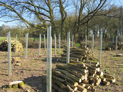 logs and saplings