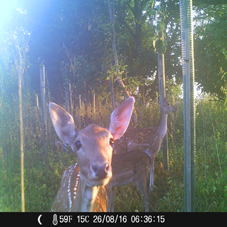 fallow deer at the field