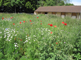 the field in flower